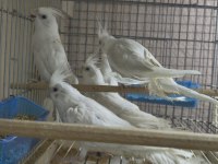 Albino sultan papağanı yavru