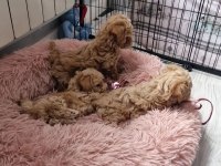 Sizi kendine aşık edecek bir maltipoo arkadaş arıyorsunuz