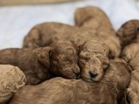 Minyatür poodle dostlar yeni sahiplerini arıyor