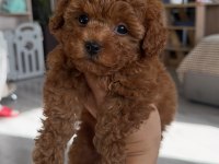 Sevimli Toypoodle Yavrularımız 