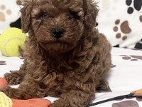 Toy Poodle Köpeği