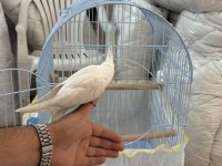 2 BUÇUK AYLIK SULTAN PAPAĞANI BÜYÜK KAFESİ ACİL