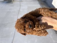Toy Poodle Safkan Yavrular
