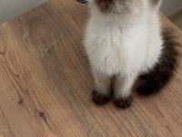 British shorthair yavrumuz