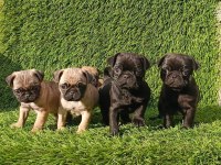 Pug Mobs Bebekler