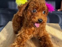 ALTI AYLIK POODLE KORELER