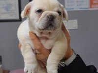 Egzotik renk french bulldog bebeklerimiz