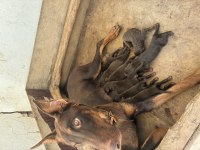 DOBERMAN KÖPEKLERİMİZ