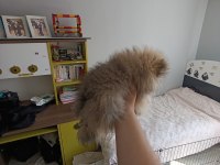 Erkek pomeranian yavrum yeni ailesini arıyor