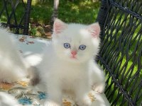 Irk garantili british shorthair yavruları