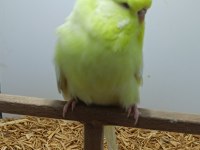 Muhabbet kuşu show jumbo