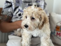 Wc eğitimli aşılı pasaportlu maltipoo yavrular