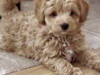 Ev doğumlu maltipoo bebekler