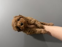 Kore Poodle kızımız