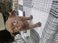 Şivava yavru köpeğimiz