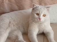 Kedimiz 1,5 yaşında kısırlaştırmadı
