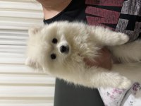 Pomeranian köpeğimiz