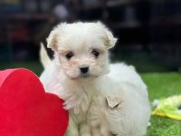 Ufak Boy Maltese Yavrular
