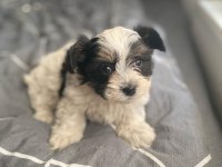 Burunsuz maltipoo teacup