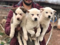 Maskeli Orjinal Mavi Göz Husky Yavrular