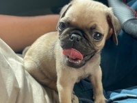 IRK GARANTİLİ PUG YAVRULAR
