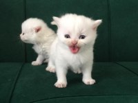 baba secereli safkan british shorthair yavrular