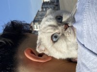 Dişi Scottish Fold