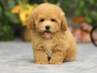 Maltipoo bebek köpekler