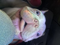 KUSURSUZ ERKEK FRANSIZ BULLDOG
