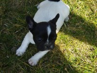 French bulldog köpekler