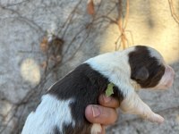 29 Ekim doğumlu border collie yavrular