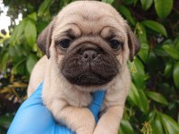 A KALİTE EVSANE PUG MOPS BEBEKLER SIFIR BURUN GÜL KUYRUK