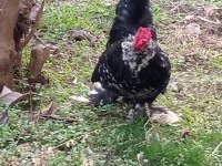 İspenç horozlar