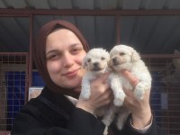 Maltese bebekler