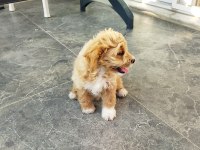 MALTİPOO DİŞİ YAVRU