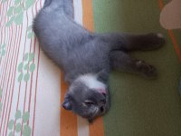 Scottish fold yavrularımız sahiplendirilmeye hazır