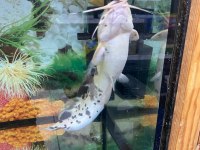 ERKUT PET'DEN BENEKLİ CLARİAS KEDİ BALIĞI