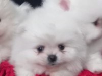 Sevimli pomeranian KIZIM SÜPER KALİTE