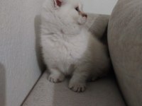 2 Aylık Dişi Safkan Scottish Fold