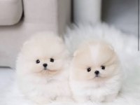 Orjinal Teacüp Pomeranian Yavrumuz