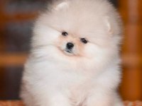 Erkek- Dişi Kar Beyaz Pomeranian Yavrularımız