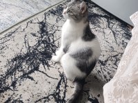 Kedime Acil Yuva Arıyorum