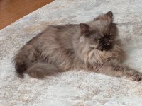 İran Chinchilla Kedisi