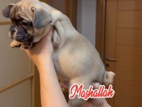 Son erkek french bulldog