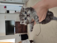 British shorthair bebeklerime yuva arıyorum