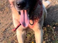 Kurtçu kangal köpeği