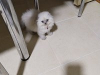 Scottish fold blue point longhair 78 günlük dişi