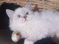 Ragdoll Yıldızım