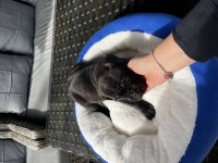 Cane Corso Yavrularımız