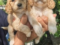 A kalite orjinal Cavalier King Charles yavrularımız